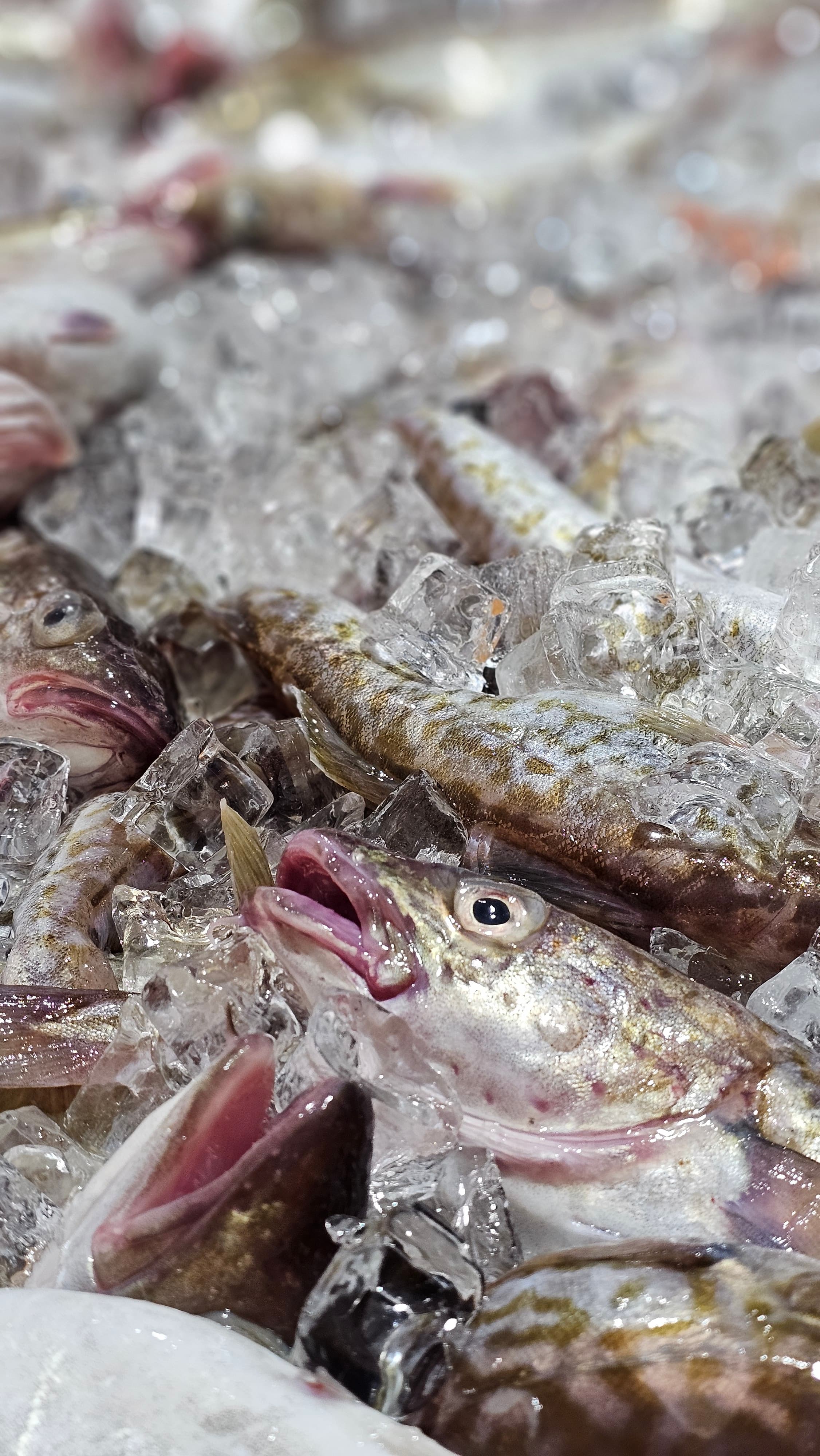 국내산 생물 대구매운탕 밀키트 급랭 손질 대구 1kg 이상